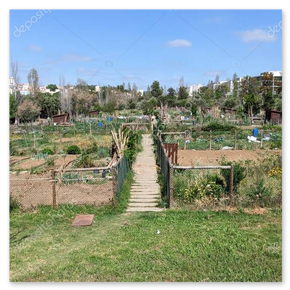 Wege und Beete in der Kolonie