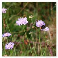 Insektenhotel umgeben von Wildblumen