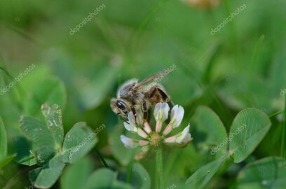 Insektenhotel mit Blumen
